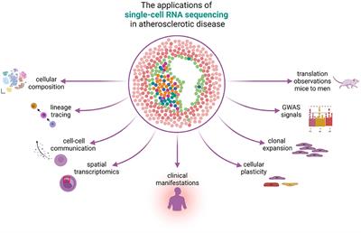 The Applications of Single-Cell RNA Sequencing in Atherosclerotic Disease